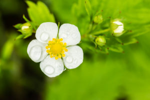 Wild strawberry, blossom Wild strawberry, blossom